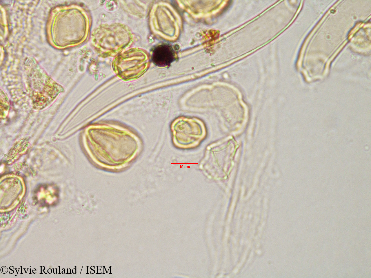 Sylvie.Rouland/Bivinia_jaubertii_3184/Bivinia_jaubertii_3184_0003(copy).jpg