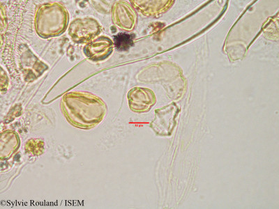 Bivinia jaubertii - lame n° 3184