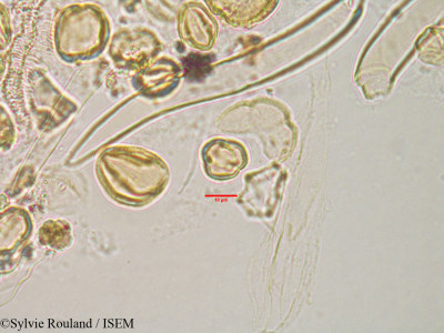 Bivinia jaubertii - lame n° 3184