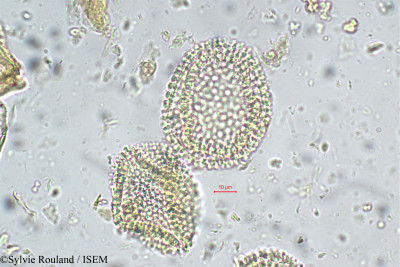 Sylvie.Rouland/Blachia_umbellata_5642/Blachia_umbellata_5642_0001(copy)_thumb.jpg