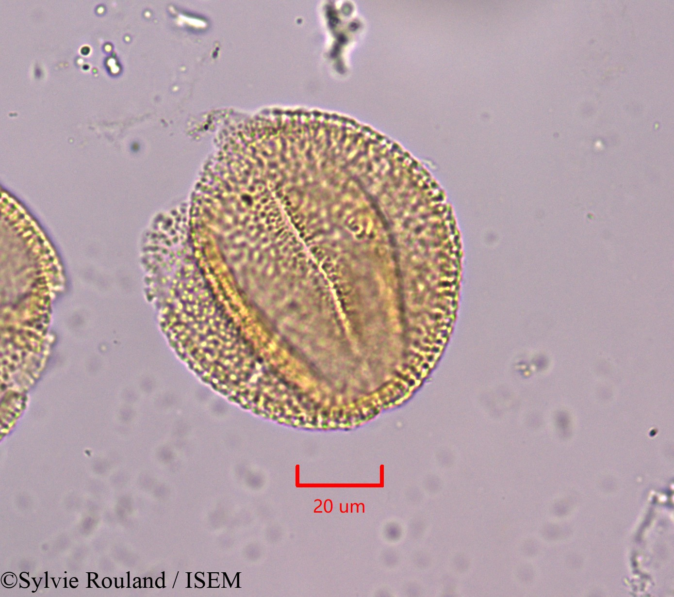 Sylvie.Rouland/Blechum_laxiflorum_1835/Blechum_laxiflorum_1835_0001(copy).jpg