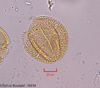 Sylvie.Rouland/Blechum_laxiflorum_1835/Blechum_laxiflorum_1835_0001(copy)_thumb.jpg
