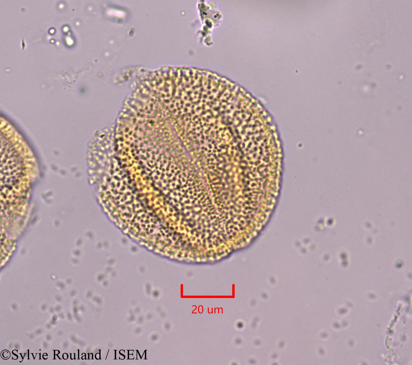 Sylvie.Rouland/Blechum_laxiflorum_1835/Blechum_laxiflorum_1835_0002(copy).jpg