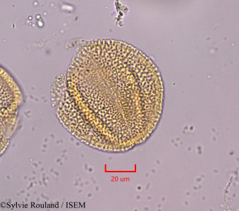 Blechum laxiflorum - lame n° 1835