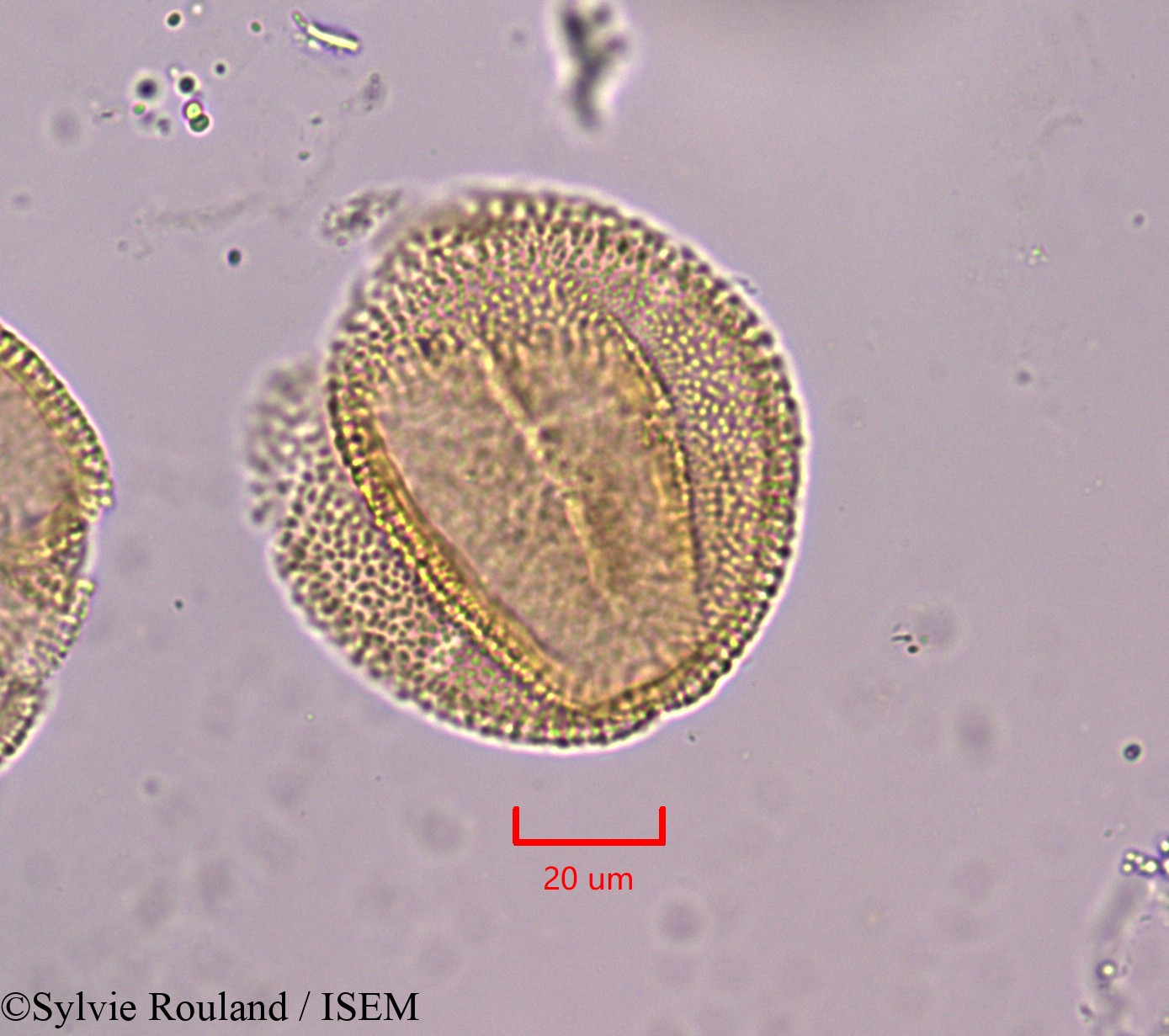 Sylvie.Rouland/Blechum_laxiflorum_1835/Blechum_laxiflorum_1835_0003(copy).jpg