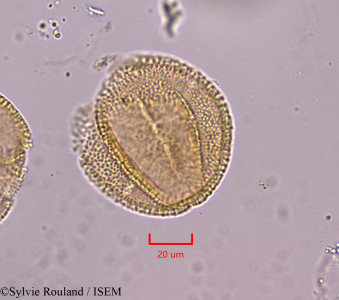Blechum laxiflorum - lame n° 1835