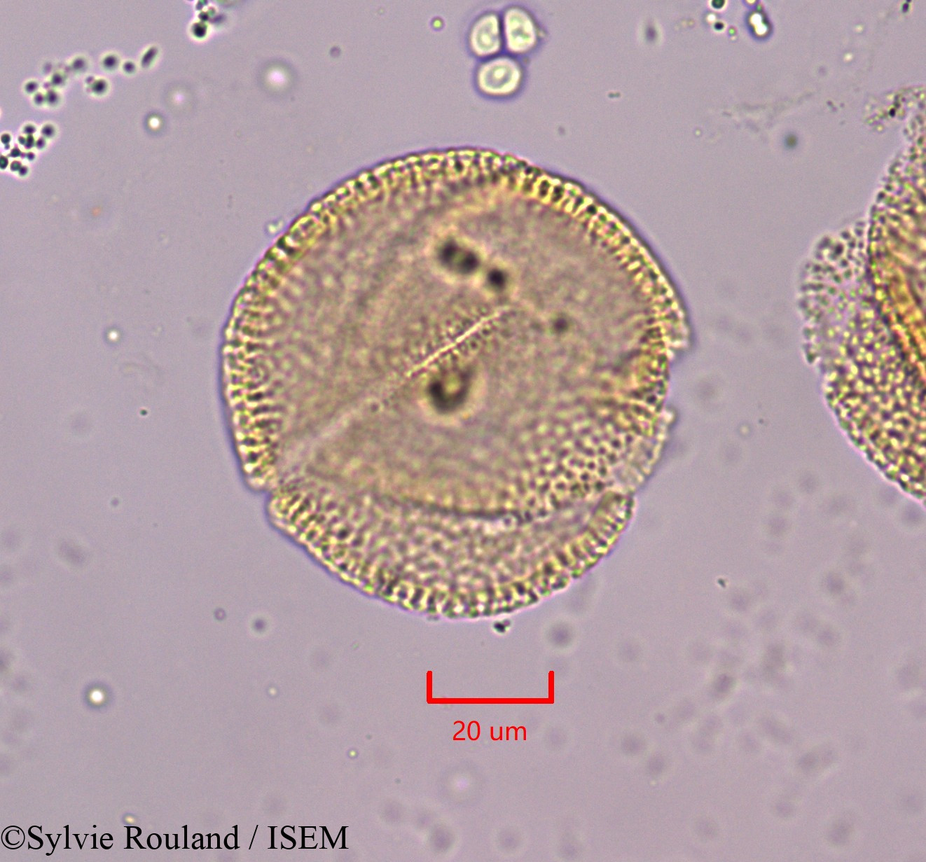 Sylvie.Rouland/Blechum_laxiflorum_1835/Blechum_laxiflorum_1835_0004(copy).jpg
