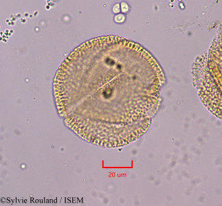 Blechum laxiflorum - lame n° 1835