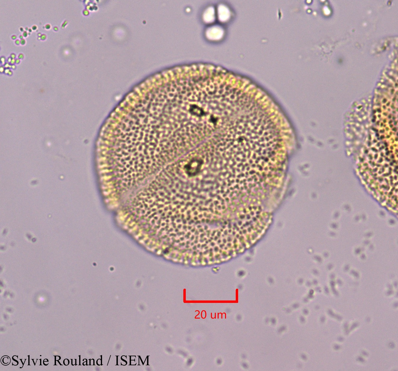 Sylvie.Rouland/Blechum_laxiflorum_1835/Blechum_laxiflorum_1835_0005(copy).jpg