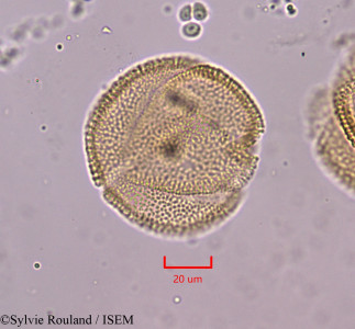 Blechum laxiflorum - lame n° 1835