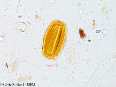 Sylvie.Rouland/Blepharis_maderaspatensis_3807/Blepharis_maderaspatensis_3807_0001(copy)_thumb.jpg