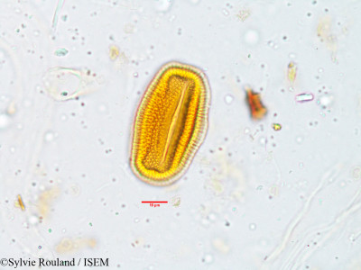Blepharis maderaspatensis - lame n° 3807