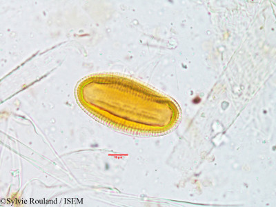 Blepharis maderaspatensis - lame n° 3807