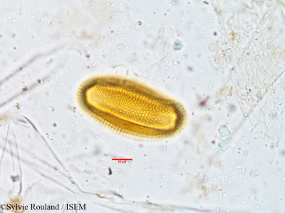 Blepharis maderaspatensis - lame n° 3807