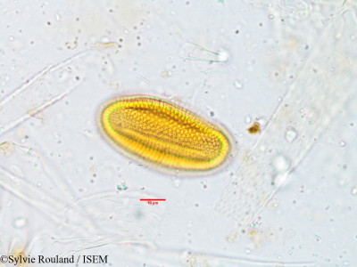 Blepharis maderaspatensis - lame n° 3807