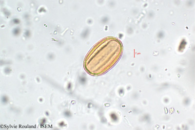 Sylvie.Rouland/Blepharis_molluginifolia_5773/Blepharis_molluginifolia_5773_0001(copy)_thumb.jpg