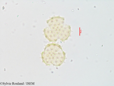 Sylvie.Rouland/Blepharispermum_zanguebaricum_3543/Blepharispermum_zanguebaricum_3543_0001(copy)_thumb.jpg