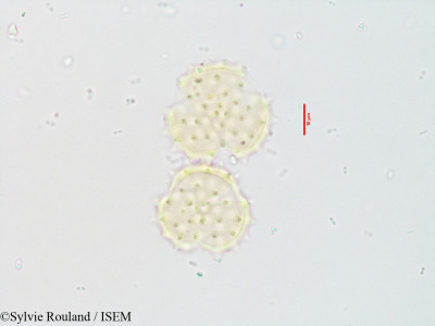 Blepharispermum zanguebaricum - lame n° 3543