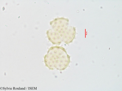 Blepharispermum zanguebaricum - lame n° 3543