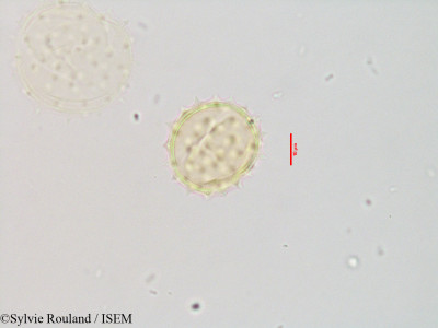 Blepharispermum zanguebaricum - lame n° 3543