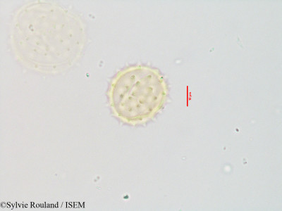 Blepharispermum zanguebaricum - lame n° 3543