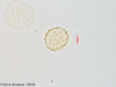 Blepharispermum zanguebaricum - lame n° 3543