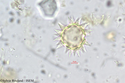 Sylvie.Rouland/Blumea_bifoliata_5565/Blumea_bifoliata_5565_0001(copy)_thumb.jpg