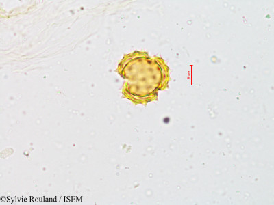 Sylvie.Rouland/Blumea_neilgherensis_4936/Blumea_neilgherensis_4936_0001(copy)_thumb.jpg