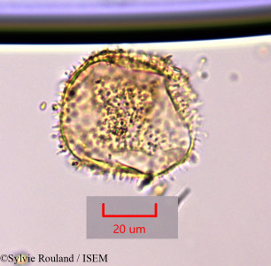 Sylvie.Rouland/Blyxa_aubertii_1467/Blyxa_aubertii_1467_0001(copy)_thumb.jpg