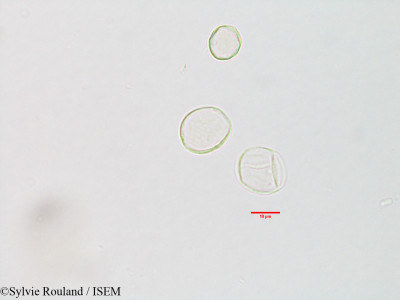 Sylvie.Rouland/Boehmeria_macrophylla_3129/Boehmeria_macrophylla_3129_0001(copy)_thumb.jpg