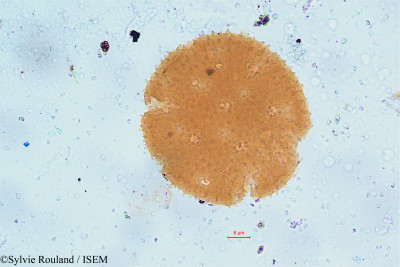 Sylvie.Rouland/Boerhavia_diffusa_17/Boerhavia_diffusa_17_0001(copy)_thumb.jpg