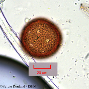 Boerhavia vulvariifolia - lame n° 763