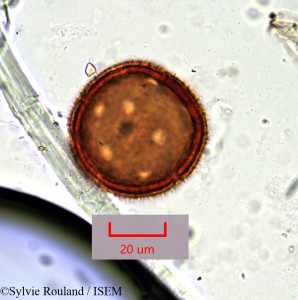 Boerhavia vulvariifolia - lame n° 763