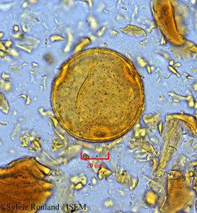 Bombax brevicuspe - lame n° 1866