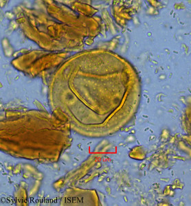 Bombax brevicuspe - lame n° 1866