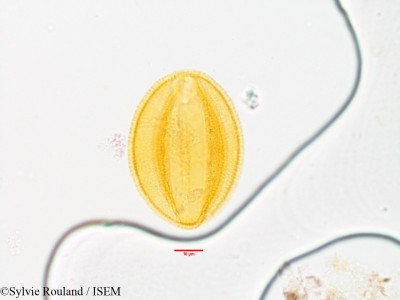 Sylvie.Rouland/Bongardia_chrysogonum_3565/Bongardia_chrysogonum_3565_0001(copy)_thumb.jpg