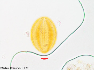 Bongardia chrysogonum - lame n° 3565