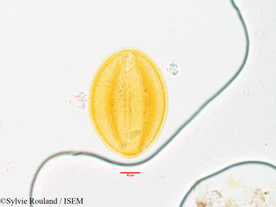 Bongardia chrysogonum - lame n° 3565