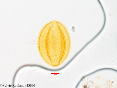 Bongardia chrysogonum - lame n° 3565