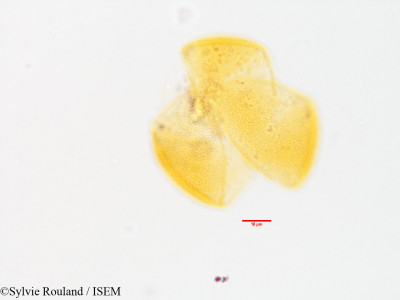Bongardia chrysogonum - lame n° 3565