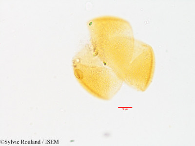 Bongardia chrysogonum - lame n° 3565