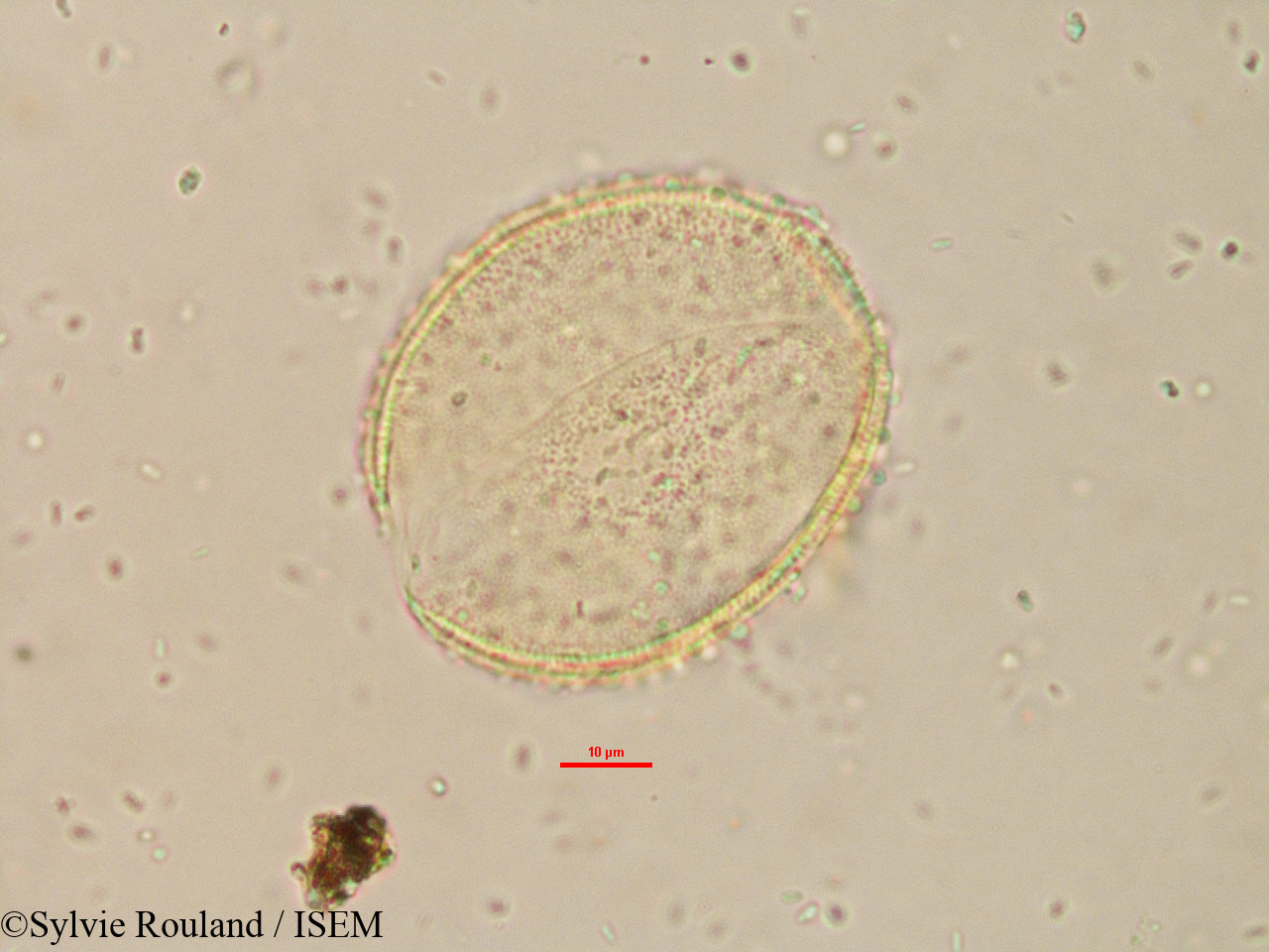 Sylvie.Rouland/Borassus_madagascariensis_15179/Borassus_madagascariensis_15179_0001(copy).jpg