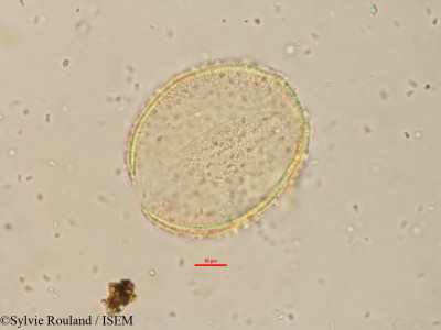 Sylvie.Rouland/Borassus_madagascariensis_15179/Borassus_madagascariensis_15179_0001(copy)_thumb.jpg