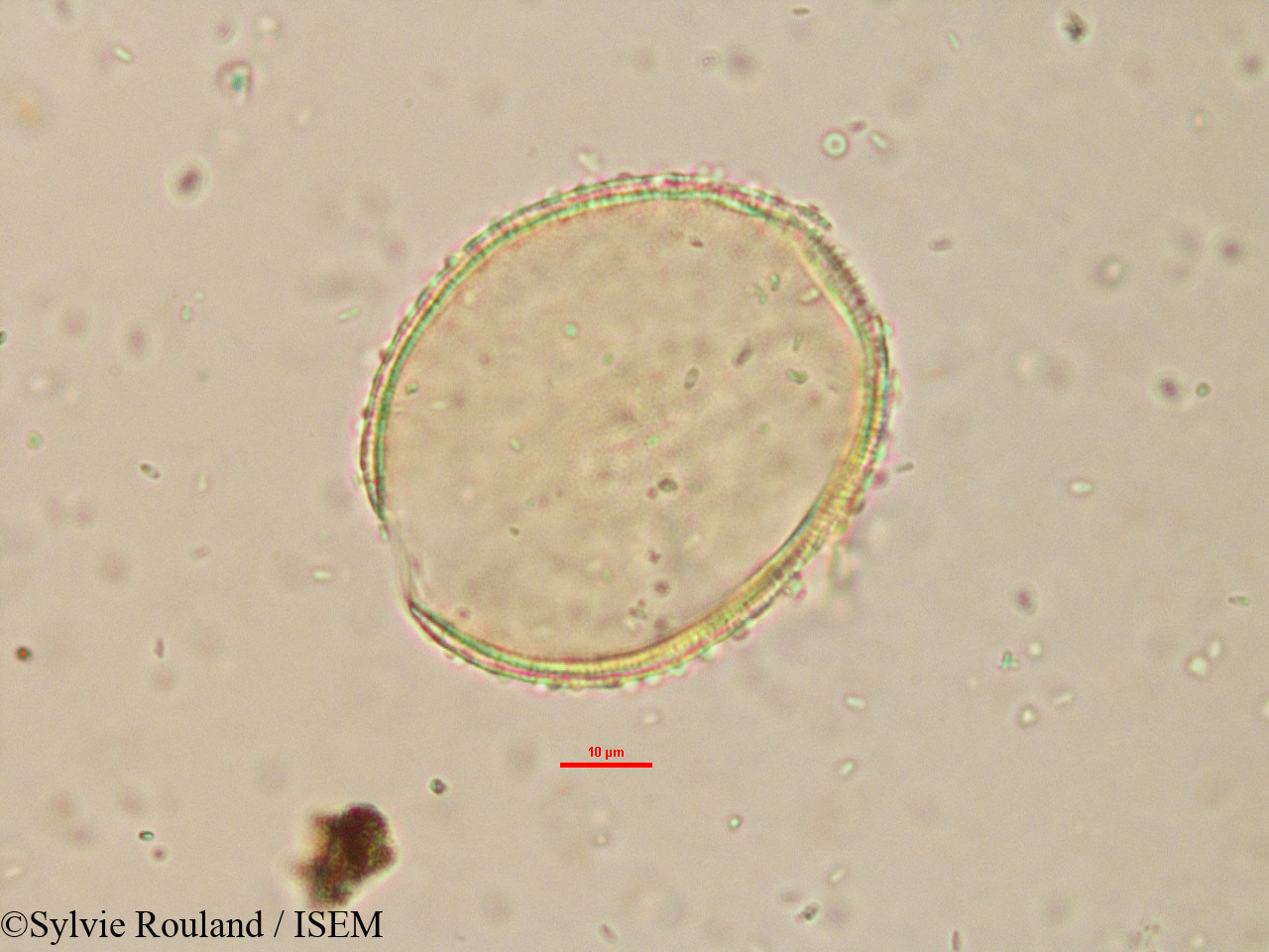 Sylvie.Rouland/Borassus_madagascariensis_15179/Borassus_madagascariensis_15179_0002(copy).jpg