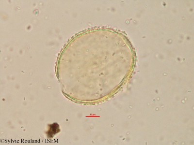 Borassus madagascariensis - lame n° 15179