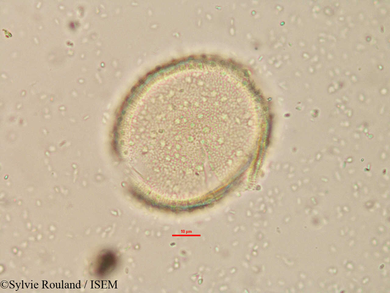 Sylvie.Rouland/Borassus_madagascariensis_15179/Borassus_madagascariensis_15179_0003(copy).jpg