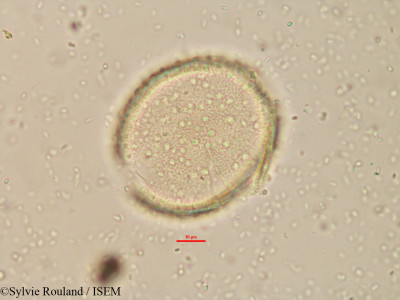 Borassus madagascariensis - lame n° 15179