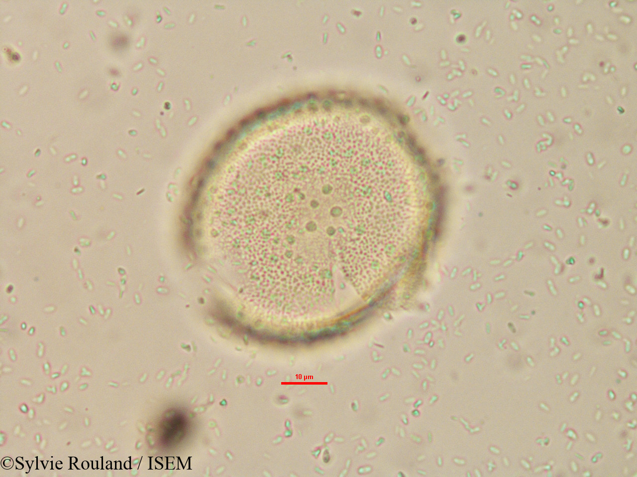 Sylvie.Rouland/Borassus_madagascariensis_15179/Borassus_madagascariensis_15179_0004(copy).jpg