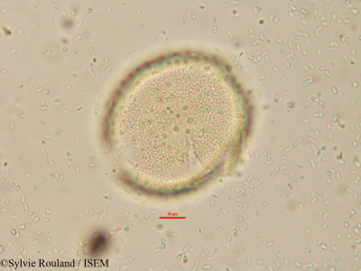 Borassus madagascariensis - lame n° 15179