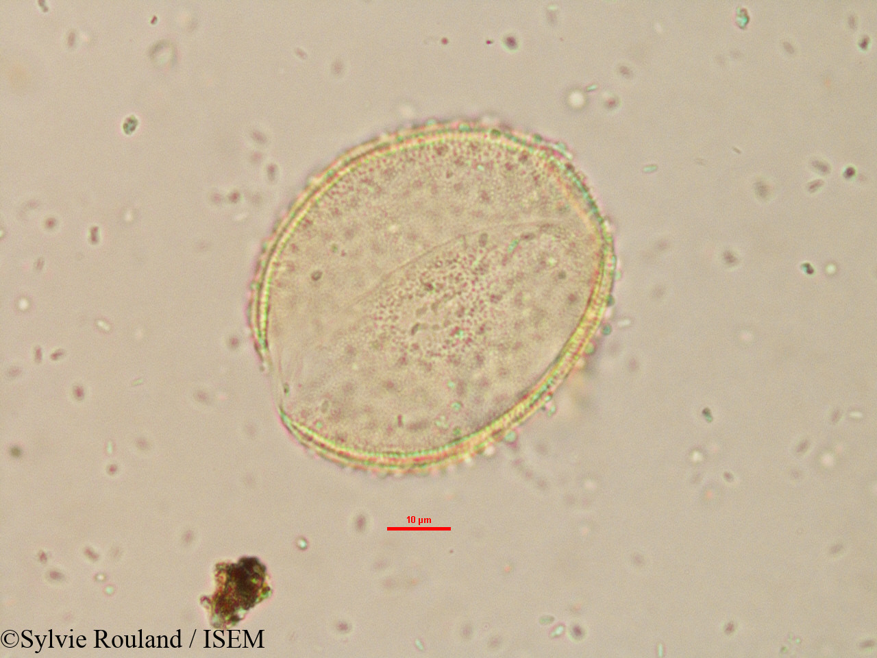 Sylvie.Rouland/Borassus_madagascariensis_15179/Borassus_madagascariensis_15179_0005(copy).jpg